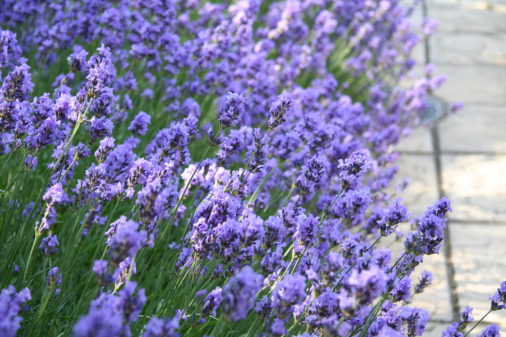 Pruning A Woody Lavender Plant Gardens And Gardening