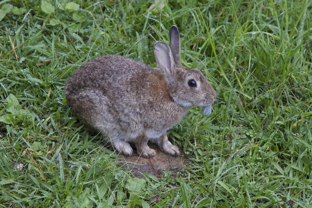 How to deter rabbits from your garden Gardens and Gardening