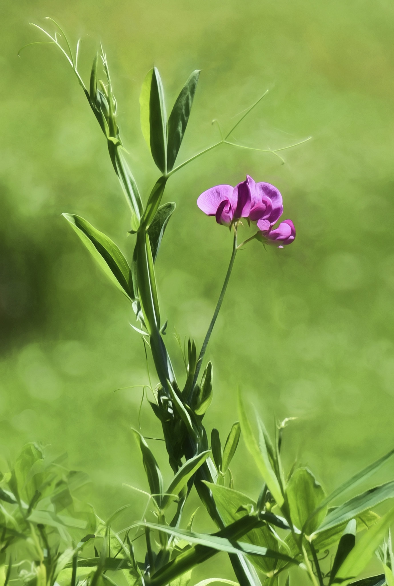 7 tips for growing Sweet Peas Gardens and Gardening