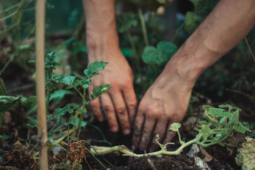Garden tips for beginners