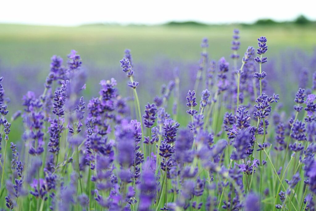 Lavender cuttings