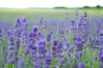 Lavender cuttings