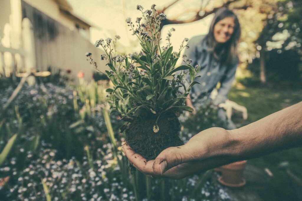 Gardening tips for beginners