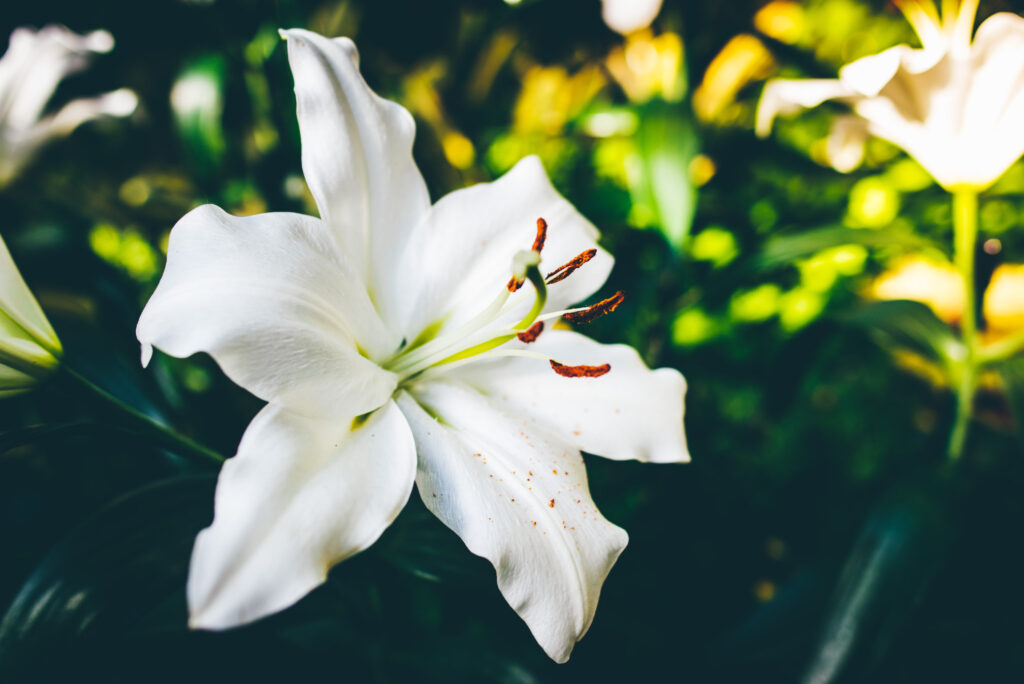 Easy-to-Grow Plants
