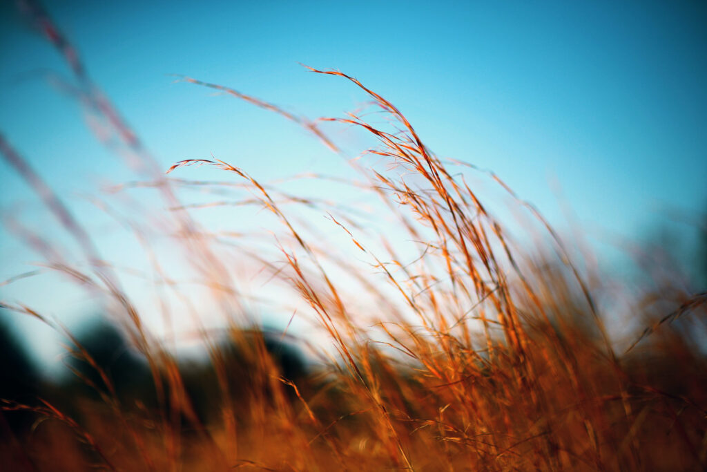 Wind breaking plants