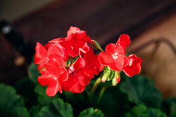 Geraniums