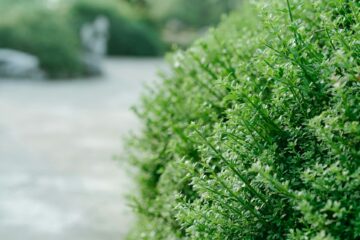 Fast-growing shrub privacy screen