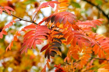 Autumn gardening