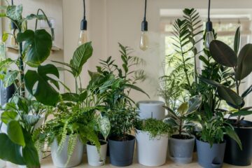 Indoor gardens