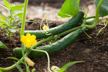 Edible landscape