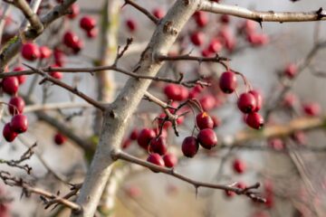 Native plants and shrubs