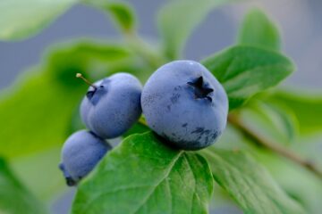 Grow fruits and berries