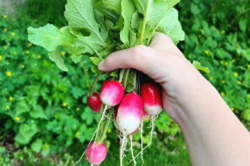 Easiest vegetables to grow