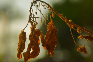 Gardening mistakes
