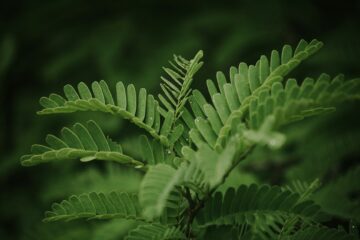 Hade-tolerant shrubs