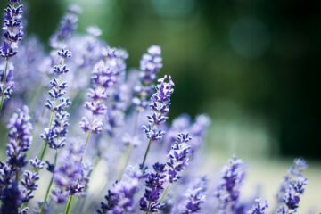 Drought-resistant shrubs
