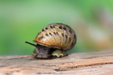 Natural pest control