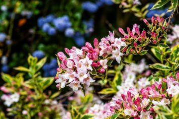 Cottage garden
