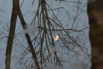Gardening by Moon Phases