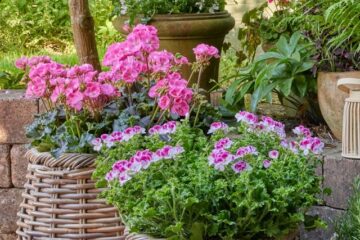 Plant pairing