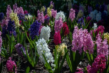 Spring flowering