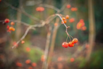 Attract birds to your garden in autumn