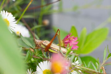 Slow garden movement