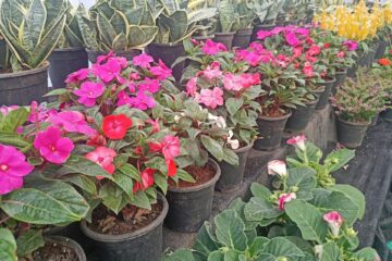 Seasonal planters
