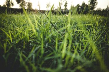 Common lawn problems