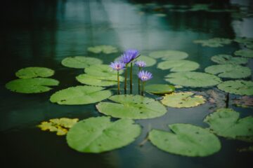 Pond plants