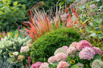 Year-round shrubs
