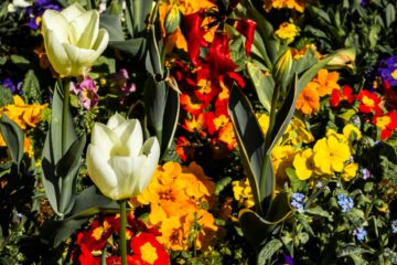 Bulbs and Perennials