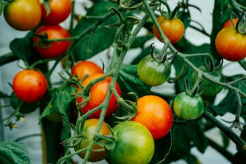 High-Yield Crops