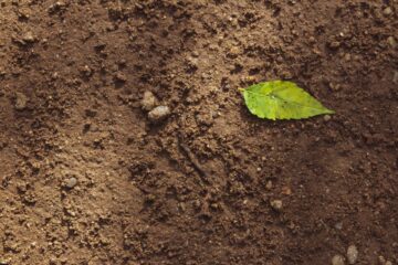 Healthy soil