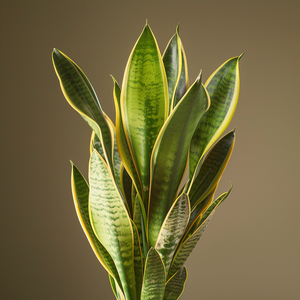 Snake Plant