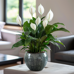 Peace Lily