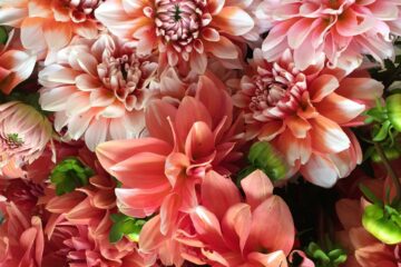 Dhalias