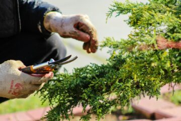 Beginner-friendly gardening