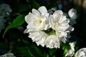 Fragrant flowers