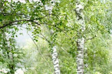 Fast-growing trees