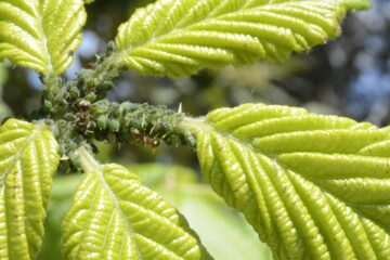 Common garden pests