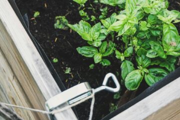 Raised beds