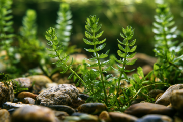 Hornwart oxygenating pond plant