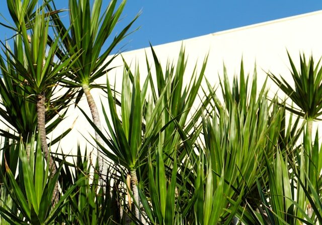 Architectural Plants: Yucca