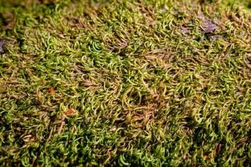 Moss in lawn