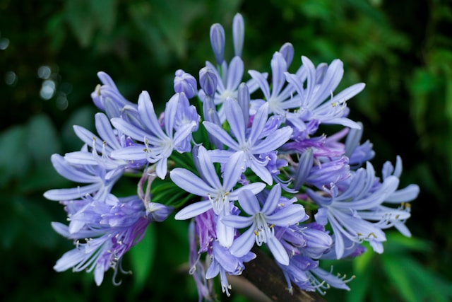 Architectural Plants: Agapanthus