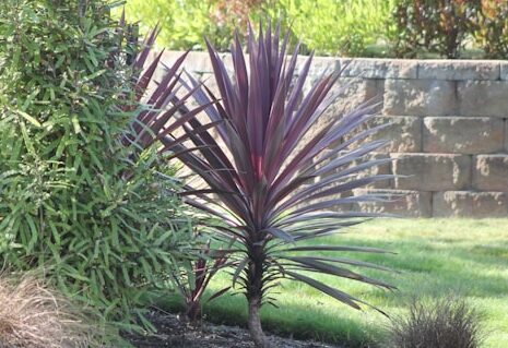 Architectural Plants: Cordyline Australis