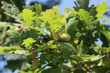 Native trees