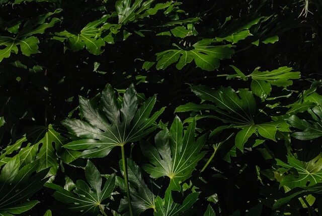 Architectural Plants: Fatsia Japonica