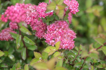 Low Maintenance Shrubs